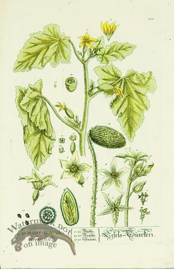 Blackwell German 190